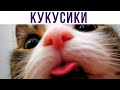 КУКУСИКИ) Испугался?) Приколы с котами | Мемозг #486