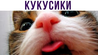 КУКУСИКИ) Испугался?) Приколы с котами | Мемозг #486