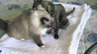 Pets Add Life, Starring Sparkle, Binga And Boodie