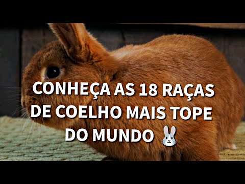 Vídeo: 15 das melhores raças de coelho de estimação