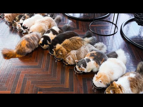 Видео: День, проведенный в кошачьем кафе в Токио, Япония🐱💓 | Кошачье кафе МОЧА Сибуя Центр-Магазин Гай