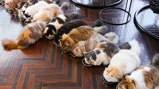 ใช้เวลาหนึ่งวันในคาเฟ่แมวในโตเกียว ประเทศญี่ปุ่น🐱💓 | Cat Cafe ร้าน MOCHA Shibuya Center-gai