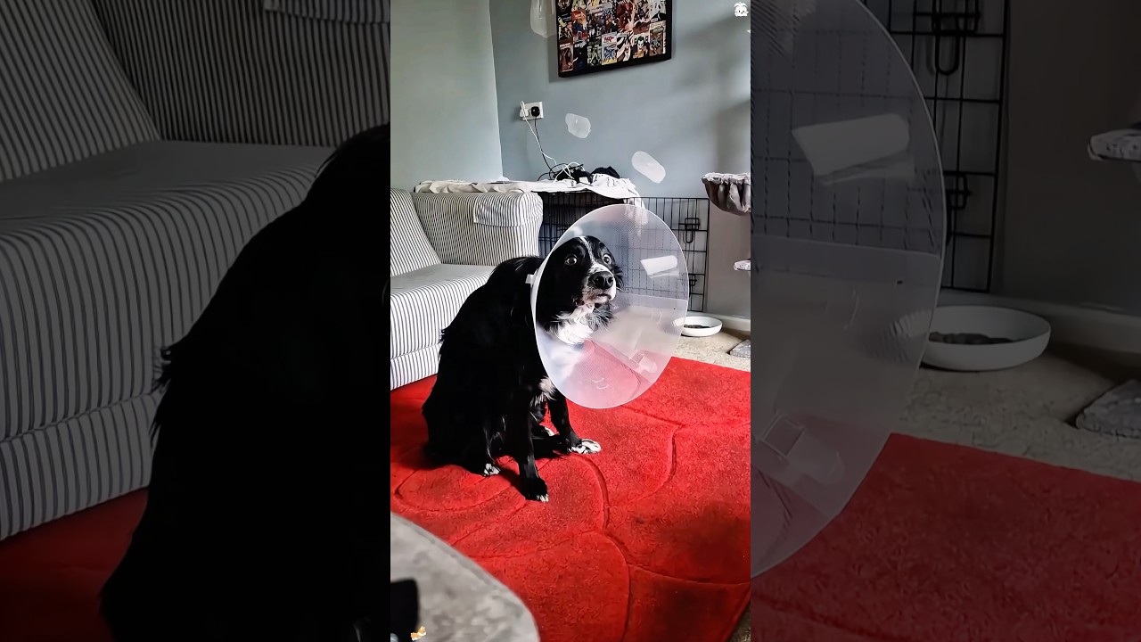 Dogs don&rsquo;t like the cone of shame 🐶🤣#haha #funny #dog #dogsoftiktok