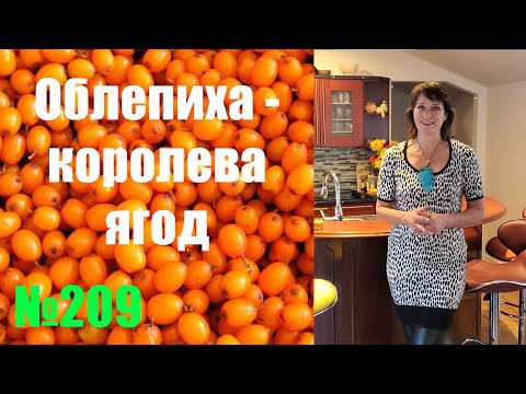 Польза облепихи для здоровья. Полезные свойства облепихи и ее противопоказания.