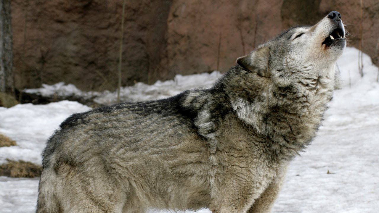 Introducir 60+ imagen por qué aullan los lobos