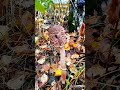 Зонтики. Макролепиоты. Октябрь. Беларусь. Umbrellas. Macrolepiota. October. Belarus.