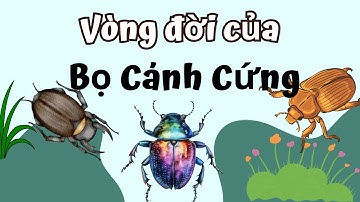 Vòng Đời Của Bo Cánh Cứng Bao Nhiêu Ngày? Cùng Khám Phá Nhé!