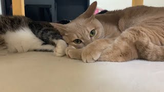 「我が家の猫は仲が良いなぁ～」と思っていたら・・・　【今日のひのき猫】