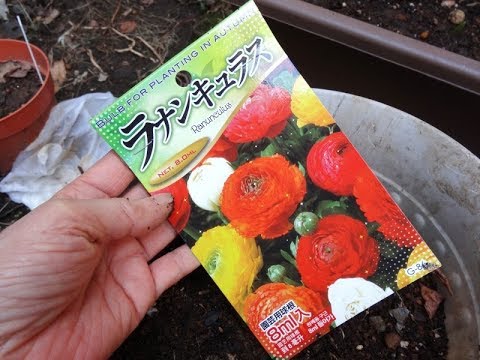 ラナンキュラスの球根の植え付け 100均で買った球根を植木鉢に Youtube