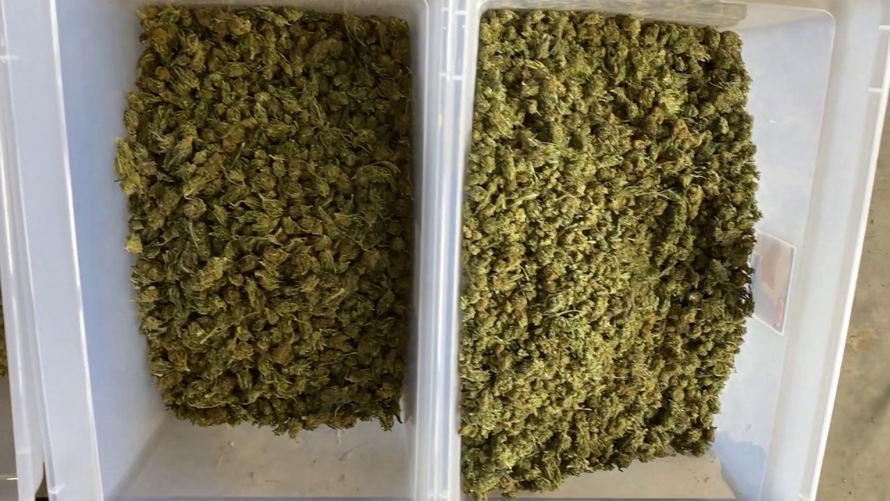 Sorted by Pantheon's B2 Bud Sorter!