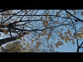 Осенняя зарисовка на озере &quot;Журавель&quot; в пос. Коцюбинское (Коцюбинське)