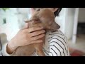 一睡もせず朝まで飼い主の帰りを待っていた子鹿犬に涙した【ミニピン／保護犬】