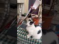 Cat Fafutsi In 2026 Cat Play Funny Lovely Cutecat Petlover Pets Playing