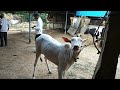 Hallikar calf in begur villagebengaluru