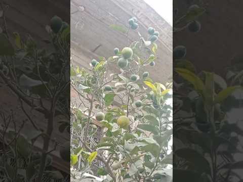 الفرق بين شجرة الليمون الشهري من السنوي اعرف أنواع الليمون