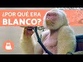 El único GORILA ALBINO del mundo 🦍 (Copito de Nieve) ❄️