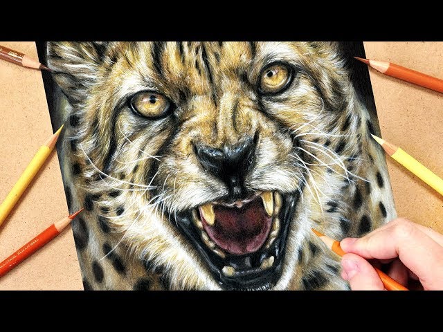 Cheetah Pencil Drawing High-Res Vector Graphic - Getty Images