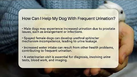 How Can I Help My Dog With Frequent Urination? - PetGuide360.com