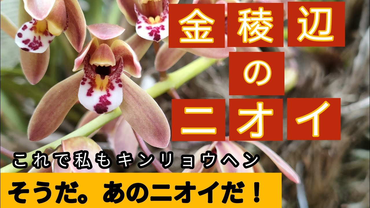 金稜辺は匂う?誘引効果は違う?例えると何のニオイか? 後半は2種類の金 