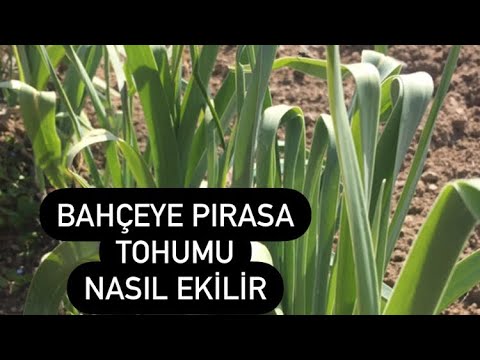 Video: Büyüyen Pırasa: Bahçede Pırasa Nasıl Yetiştirilir