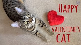 Happy Valentine's cat by Jonasek The Cat 4,316 views 8 years ago 58 seconds