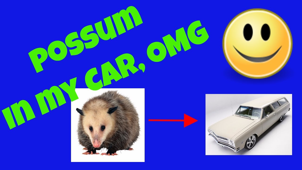 POSSUM in my Car, OMG YouTube