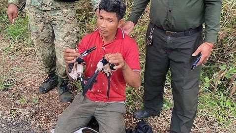 Bẫy choè lửa mới nhất 2025