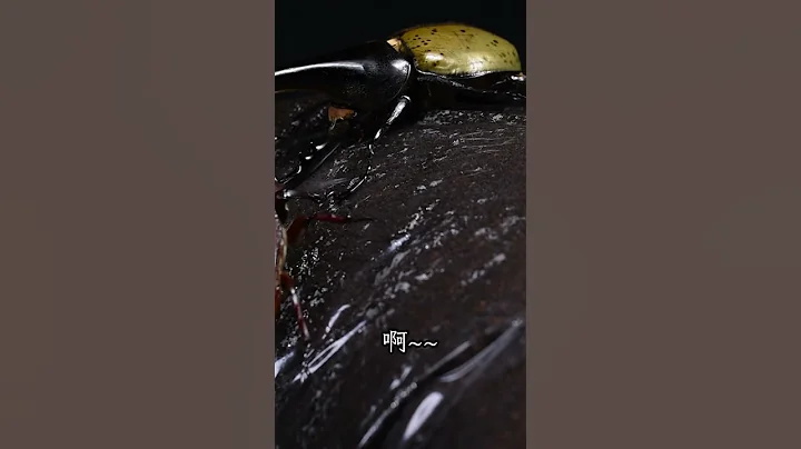你放手!讓我掉下去啊【甲蟲人倫大悲劇】獨角仙及長戟大兜蟲的故事 - 天天要聞