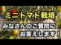 【ミニトマト栽培】みなさんの質問にお答えします【初心者必見】