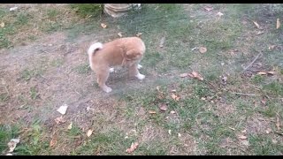 Introducing Shiba Inu Puppies To The Water by Shiba Inu 44 views 7 years ago 25 seconds