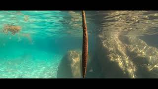 Townsville snorkelling spearfishing  - Havannah Island