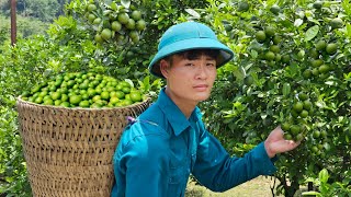 Forest life, Harvest Lemons, Bring to the market to sell, My daily life