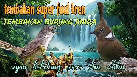 Tembakan fuul bren panjang 🔥 cigun belalang emas dan cililin 