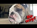 Reuben the Bulldog:  She's Back!