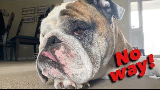 Reuben the Bulldog:  She's Back!