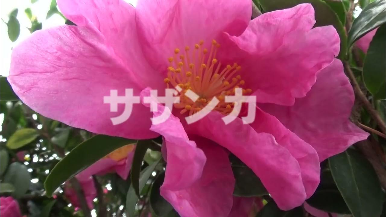 30秒の心象風景 大きな花弁 サザンカ Youtube