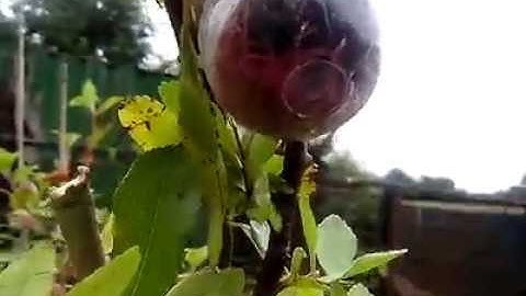 small cutting globe plant propagators