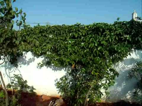 Passion Fruit Vines Youtube Passion Fruit Vines Youtube