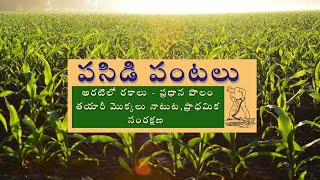 పసిడిపంటలు || అరటి లో రకాలు - ప్రధాన పొలం తయారీ మొక్కలు నాటుట ,ప్రాధమిక సంరక్షణ  ||14-9-23     6 pm