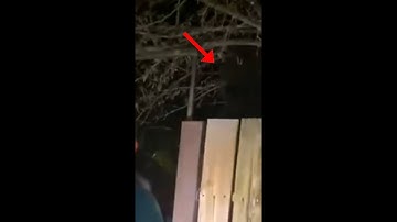 Vegas Backyard Aliens - Video Analysis - Part 2