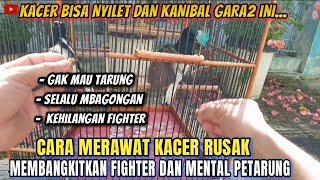 CARA MEMBANGKITKAN FIGHTER KACER DAN MENTAL PETARUNG !!