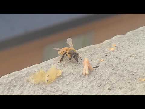 Saving a dying bee
