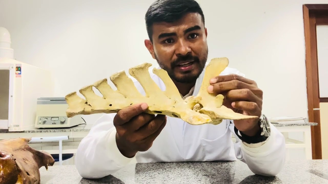 Osteologia Veterinária - vértebras sacrais