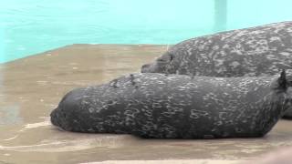 ゼニガタアザラシの赤ちゃん生後1週間~Habour Seal Baby