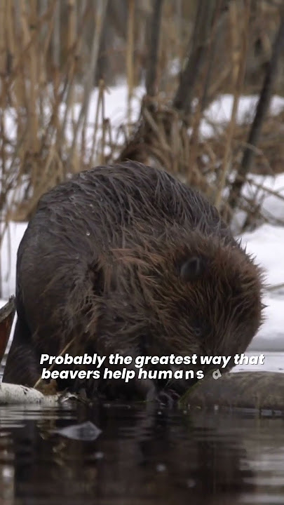 Eurasian beavers: a keystone species that keep waterways clean