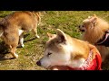 2021年春 柴犬いちごとめろん（もうすぐ17才） ポメラニアンライム お山のお花見