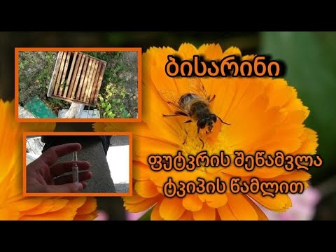 ვიდეო: როგორ ხდებიან ფუტკრები აფრიკანიზაციას?