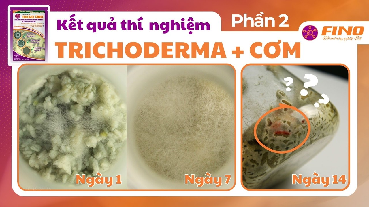 Cách Thử Trichoderma Trên Cơm Tại Nhà | Lưu Ý Khi Nhân Sinh Khối Tri Cô | Review Tricho Fino P2