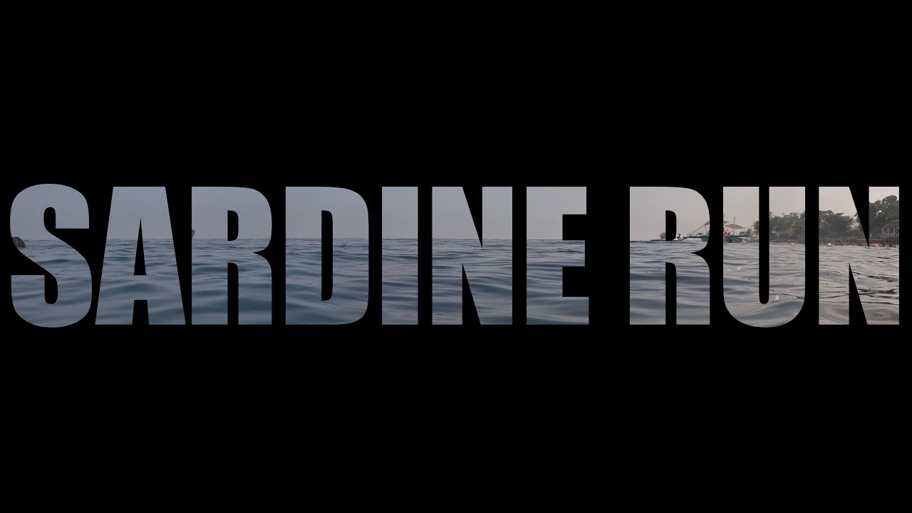 Sardine Run Moalboal, Cebu Philippines YouTube