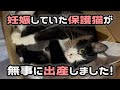 【猫の出産】この奇跡を、ただ見守っていました。